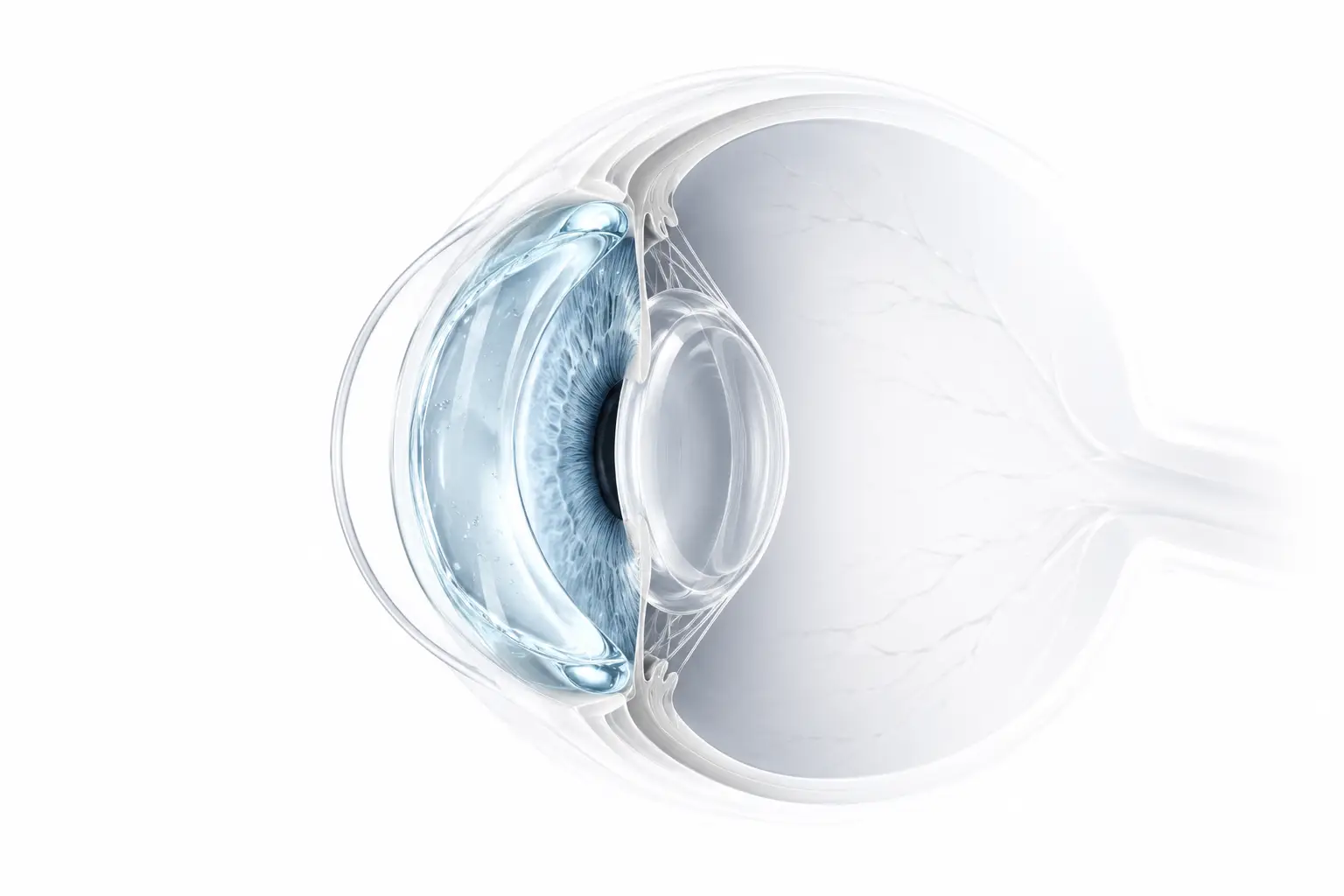Cross section of the eye with the anterior chamber highlighted